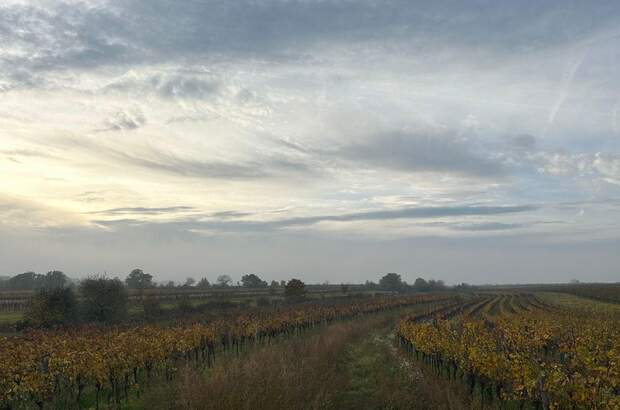 Gewerbeobjekt mieten in 7072 Mörbisch (Bild 3)