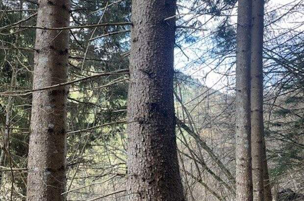 Gewerbeobjekt kaufen in 8850 Murau (Bild 1)