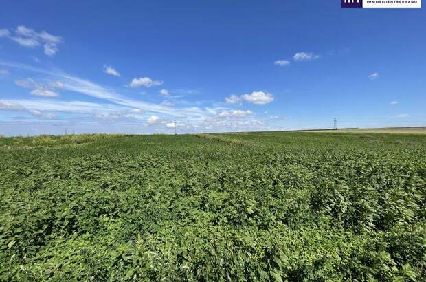 Grundstück kaufen in 2440 Moosbrunn (Bild 2)