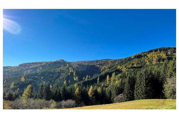 Jagd- und Forstwirtschaft kaufen in 9400 Wolfsberg (Bild 1)