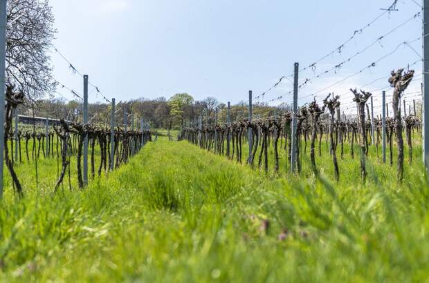 Grundstück kaufen in 3400 Klosterneuburg (Bild 1)
