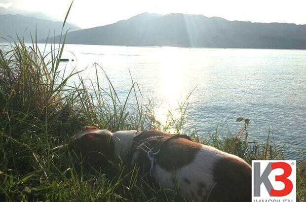 Grundstück kaufen in 4853 Steinbach