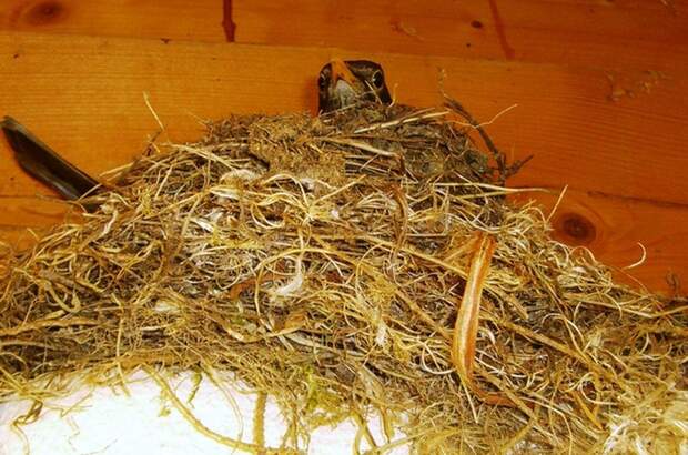 Haus mit Garten kaufen in 3812 Groß (Bild 3)