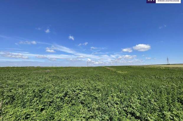 Grundstück kaufen in 2440 Moosbrunn (Bild 3)