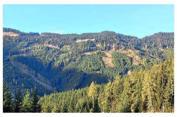 Jagd- und Forstwirtschaft kaufen in 9400 Wolfsberg (Bild 2)