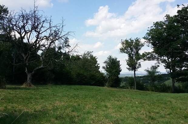 Jagd- und Forstwirtschaft kaufen in 3434 Wilfersdorf (Bild 3)