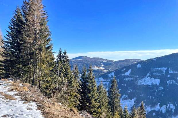 Jagd- und Forstwirtschaft kaufen in 9565 Reichenau (Bild 4)