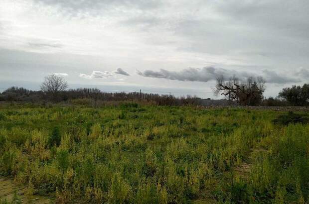 Haus mit Garten kaufen (Bild 2)