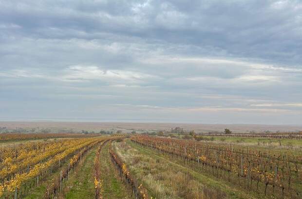 Gewerbeobjekt mieten in 7072 Mörbisch (Bild 2)