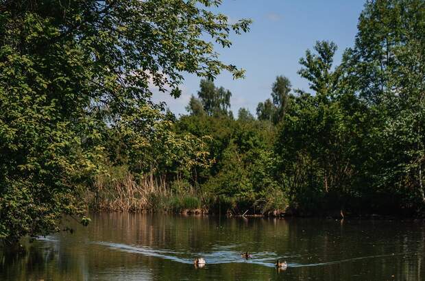 Grundstück kaufen in 5201 Seekirchen (Bild 5)