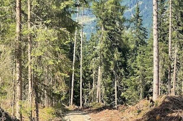 Gewerbeobjekt kaufen in 8861 Sankt Georgen (Bild 2)