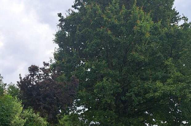 Grundstück kaufen in 4111 Walding (Bild 4)