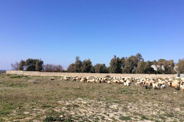 Haus mit Garten kaufen in 73048 Nardo´ (Bild 3)