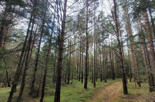 Jagd- und Forstwirtschaft kaufen in 3650 Pöggstall (Bild 1)