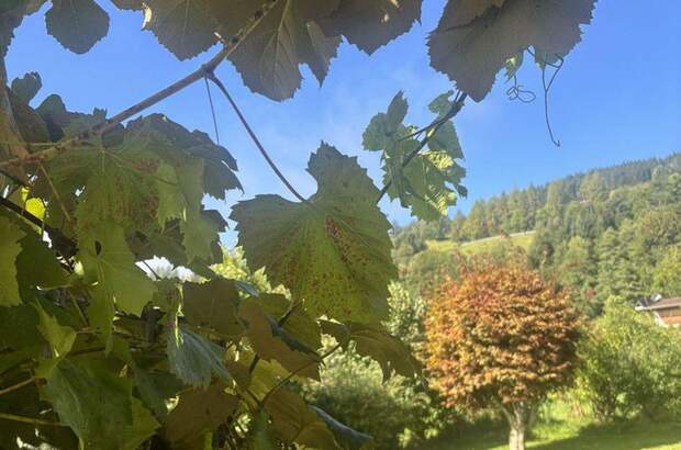 Wohnung mieten in 6373 Jochberg (Bild 3)
