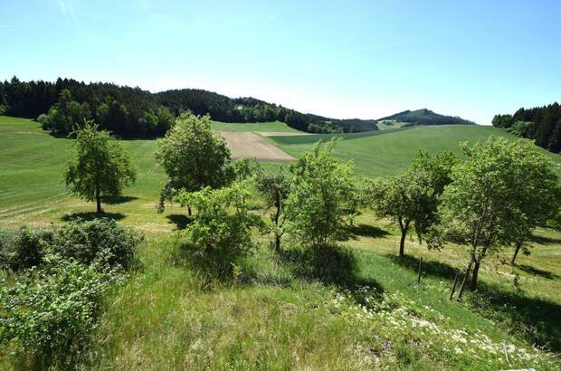 Mehrfamilienhaus kaufen in 4240 Waldburg (Bild 3)