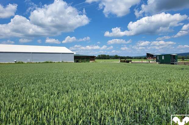 Gewerbeobjekt mieten in 4063 Hörsching (Bild 1)