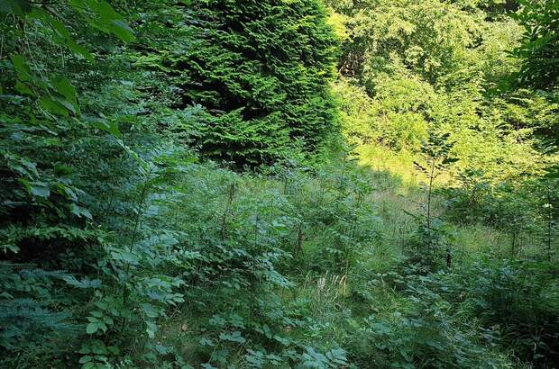 Grundstück kaufen in 1170 Wien (Bild 2)