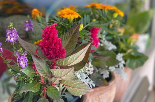 Reihenhaus kaufen in 1140 Wien (Bild 3)