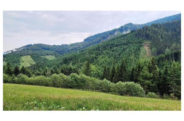 Jagd- und Forstwirtschaft kaufen in 9400 Wolfsberg (Bild 3)