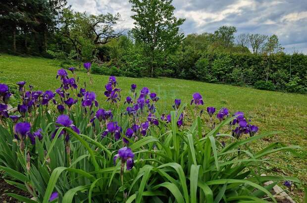 Haus mit Garten kaufen in 3430 Chorherrn (Bild 3)