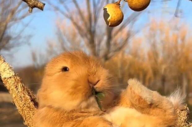 Wohnung mieten in 9201 Krumpendorf (Bild 1)