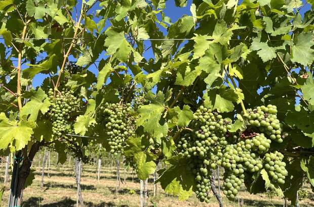 Gewerbeobjekt kaufen in 3483 Feuersbrunn (Bild 1)