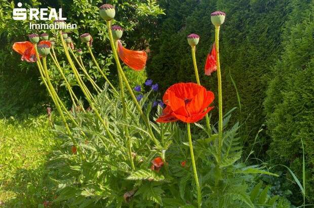 Haus kaufen in 9220 Velden (Bild 3)