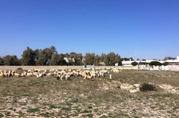 Haus mit Garten kaufen in 73048 Nardo´ (Bild 4)