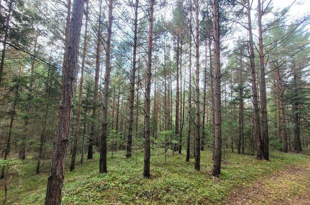 Jagd- und Forstwirtschaft kaufen in 3650 Pöggstall (Bild 3)