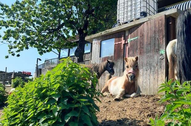Gewerbeobjekt kaufen in 8510 Stainz (Bild 3)