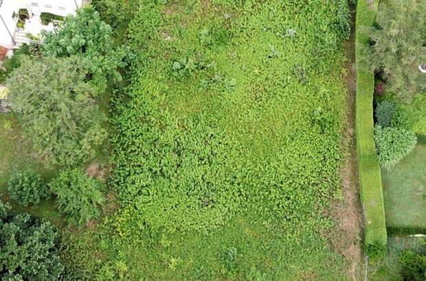 Grundstück kaufen in 4351 Dornach (Bild 2)