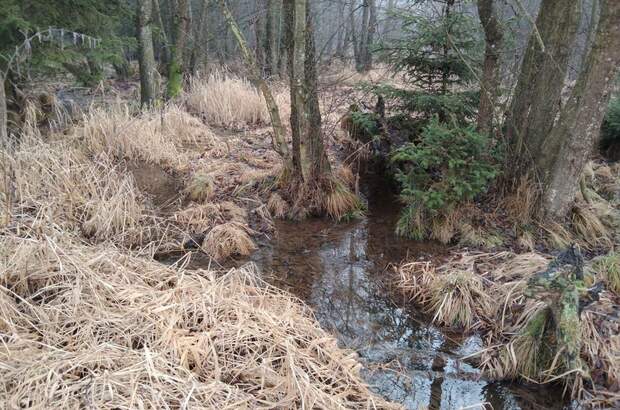 Teich- und Fischwirtschaft kaufen in 3902 Vitis (Bild 1)