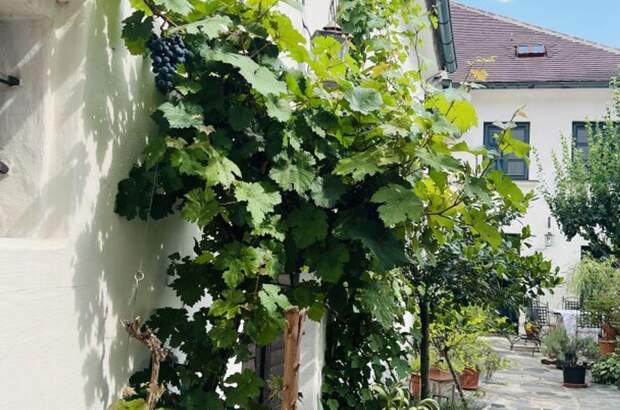 Haus mit Garten kaufen in 3500 Krems (Bild 1)