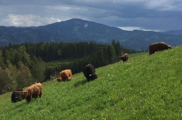Gewerbeobjekt kaufen in 8642 Mürzgraben (Bild 1)