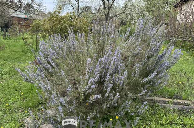 Grundstück kaufen in 2100 Korneuburg (Bild 5)