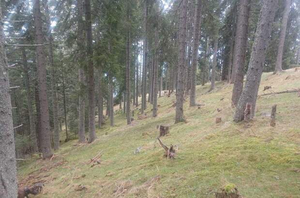 Gewerbeobjekt kaufen in 9542 Verditz (Bild 5)