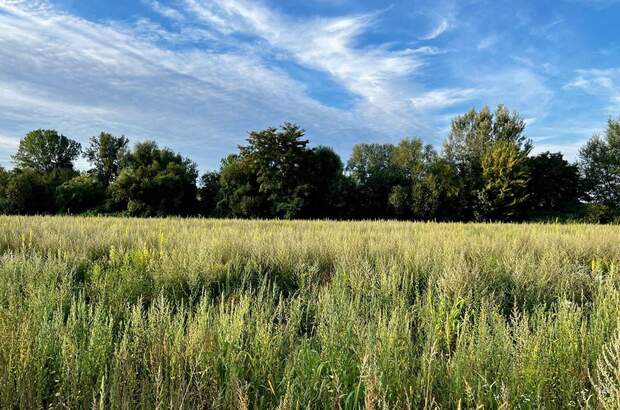 Grundstück kaufen in 4225 Luftenberg (Bild 3)