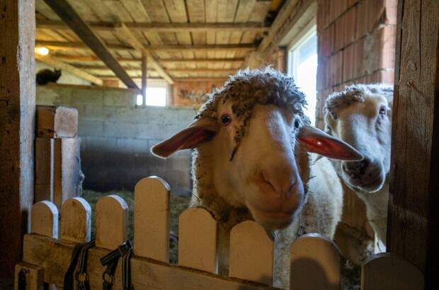 Einfamilienhaus kaufen in 3053 Laaben (Bild 5)