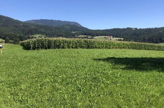 Grundstück kaufen in 8045 Weinitzen (Bild 3)