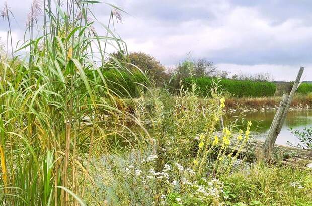 Gewerbeobjekt kaufen in 7064 Oslip (Bild 2)