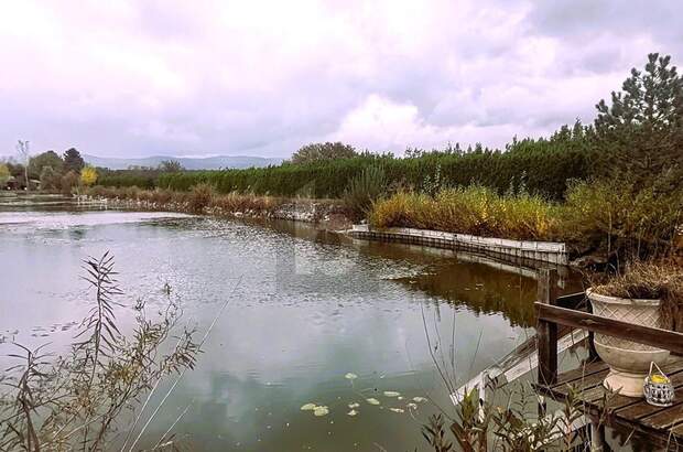 Gewerbeobjekt kaufen in 7064 Oslip (Bild 4)