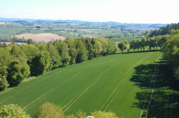 Gewerbeobjekt kaufen in 4076 St. Marienkirchen (Bild 1)