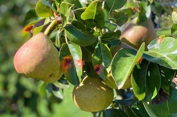 Haus kaufen in 3032 Eichgraben (Bild 4)