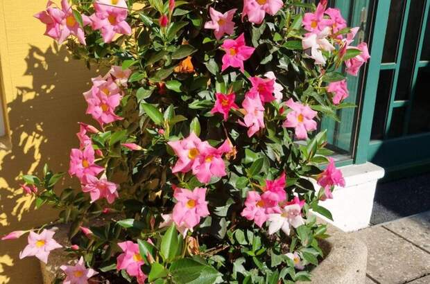 Gewerbeobjekt mieten in 4710 Grieskirchen (Bild 3)