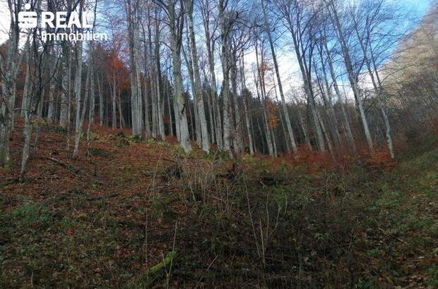 Grundstück kaufen in 3295 Lackenhof (Bild 2)