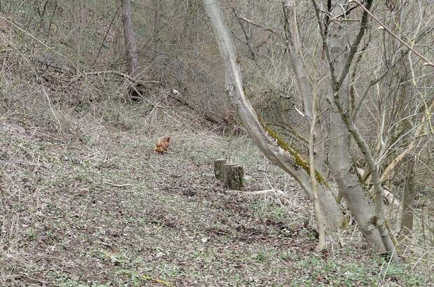Grundstück kaufen in 2803 Schwarzenbach (Bild 5)