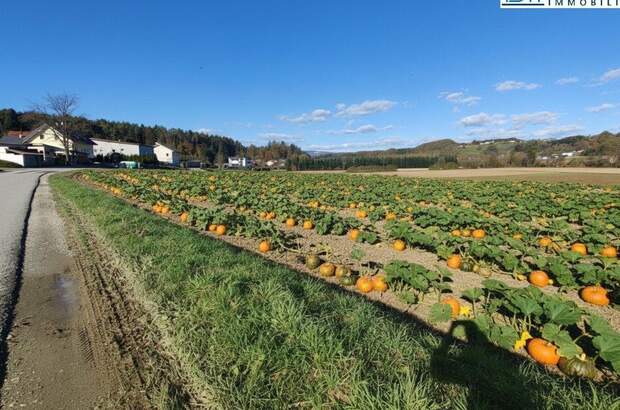 Grundstück kaufen in 8261 Sinabelkirchen (Bild 1)