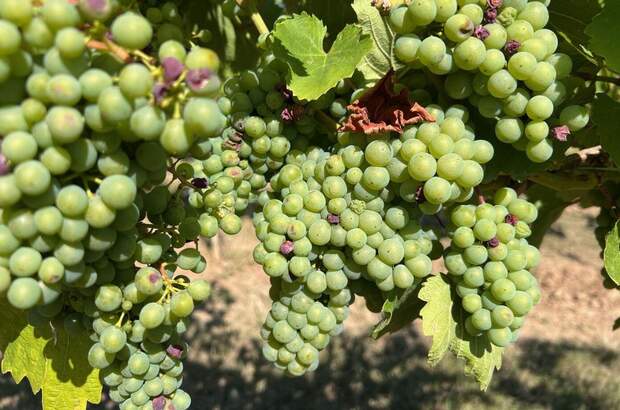 Gewerbeobjekt kaufen in 3491 Straß (Bild 4)