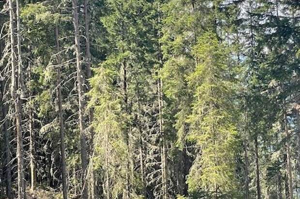 Gewerbeobjekt kaufen in 8861 Sankt Georgen (Bild 3)